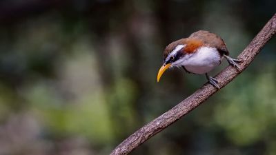 Himalajasäbler / White-browed Scimitar-babbler